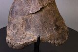Huge, Adult Hadrosaur (Hypacrosaurus) Tibia Bone - Montana #245513-4